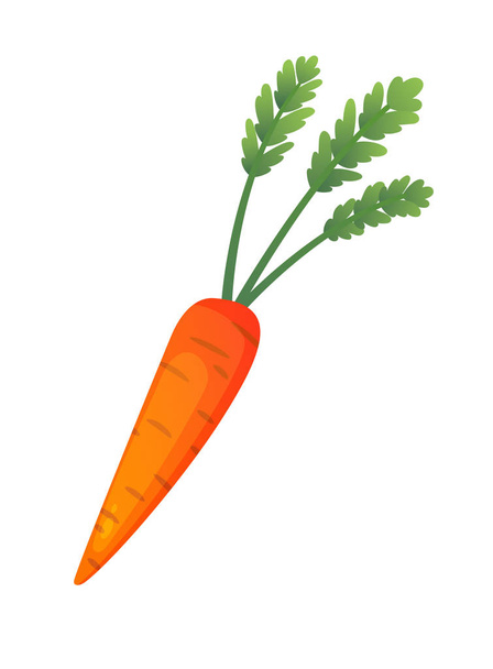 Концепция вектора свежих овощей моркови. Здоровое питание плоский стиль иллюстрации. Изолированные зеленые продукты питания, могут быть использованы в меню ресторана, кулинарные книги и органические этикетки фермы
 - Вектор,изображение