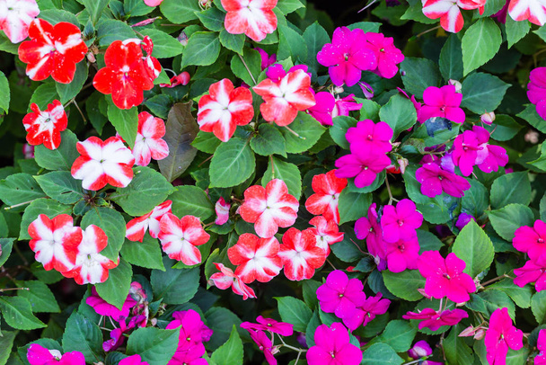 Campo colorido de Ocupado Lizzie, nome científico Impatiens walleriana flores também chamado de bálsamo, canteiro de flores. Impatiens walleriana
 - Foto, Imagem