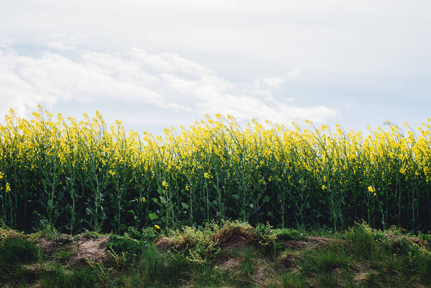 Panorama of flowering rapeseed - Φωτογραφία, εικόνα