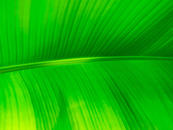 Banana leaf texture, green background - Photo, Image