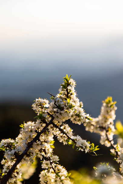 Primer plano de un poco de ramas de flores blancas
 - Foto, Imagen