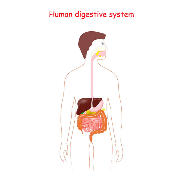 Sistema digestivo humano. Tracto gastrointestinal. - Vector, Imagen
