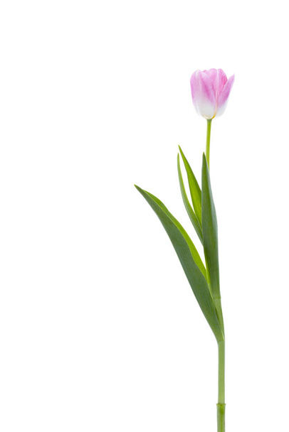 Bouquet of beautiful pink tulips on white background. - Zdjęcie, obraz