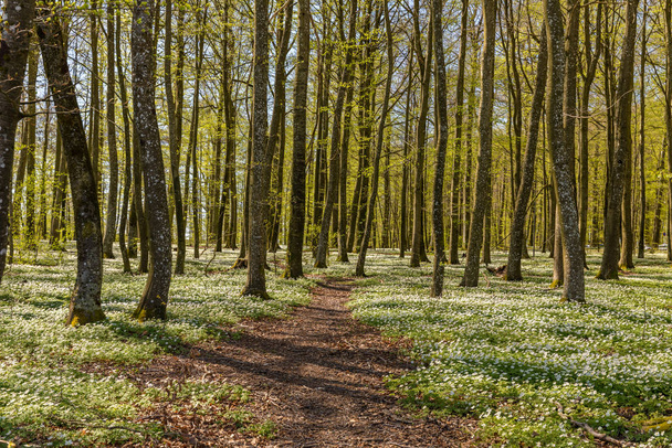 Path through the spring flowers in the beech forest - wood anemone, windflower, thimbleweed, smell fox - Anemone nemorosa - in Larvik, Norway - Photo, Image