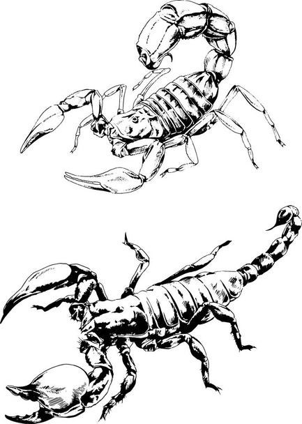 vector drawings sketches different insects bugs Scorpions spiders drawn in ink by hand , objects with no background - Vektör, Görsel