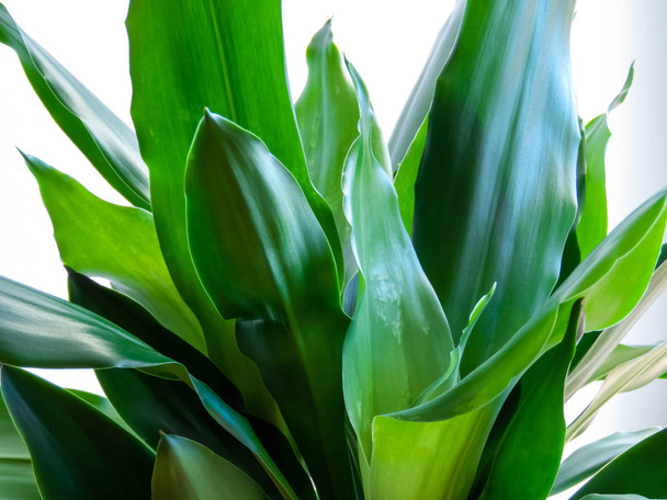 Dracaena Zapachy zielone liście zbliżyć izolowane na białym tle - Zdjęcie, obraz