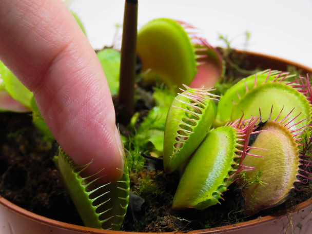 Finger in potted Venus Fly Trap plant on white background - Photo, Image