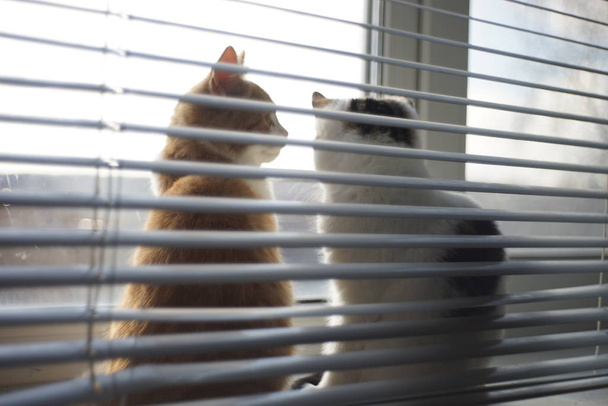 Twee kittens rusten op een zonnige vensterbank met blinds, zachte wazig foto. - Foto, afbeelding