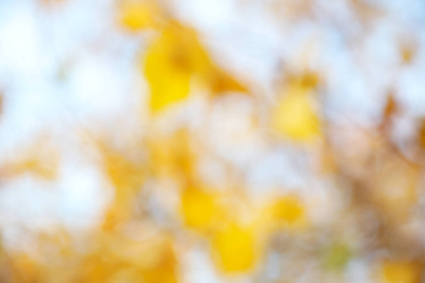 Blurred view of autumn foliage outdoors. Bokeh effect - Photo, Image