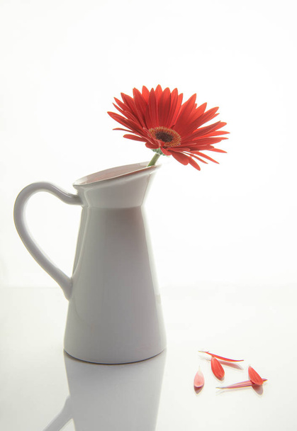 Red Gazania flower on a white stylish vase. Creative Still life  - Φωτογραφία, εικόνα