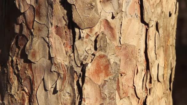 textura de casca de pinheiro na qual uma pequena formiga rasteja e uma mosca se senta
 - Filmagem, Vídeo