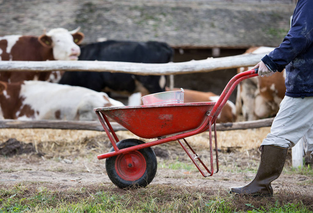 Фермер с тележкой перед коровами
 - Фото, изображение