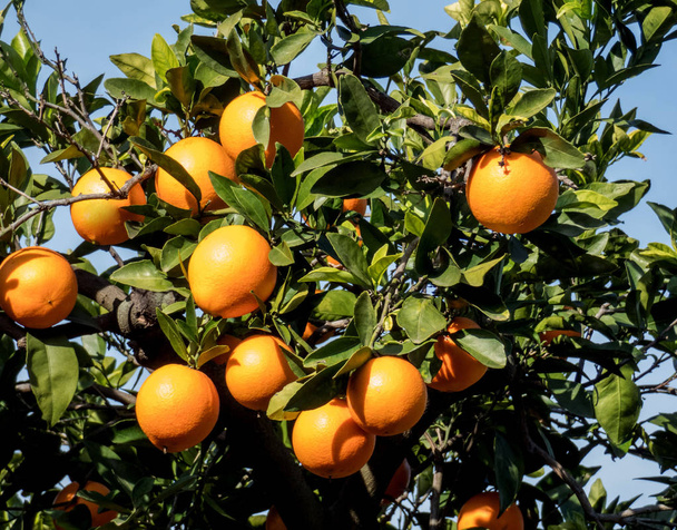 Fresh  oranges  on the tree branch in Spanish garden - Zdjęcie, obraz