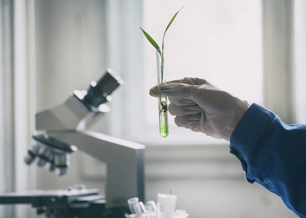 Биолог держит капусту в пробирке
 - Фото, изображение