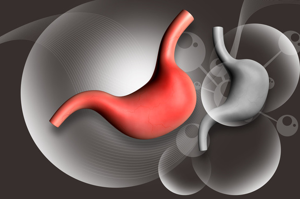 ヒト胃 - 写真・画像