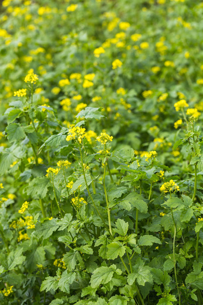 Campo agrícola e flores de mostarda - Foto, Imagem