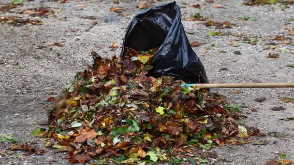 Mann sammelt Blätter in der Herbstfolge 7 - Filmmaterial, Video