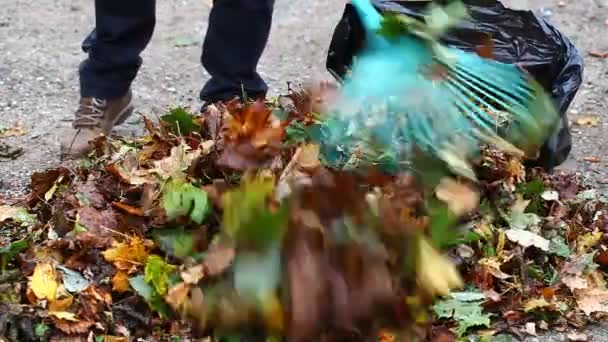 Homem recolhe folhas no episódio de outono 12
 - Filmagem, Vídeo