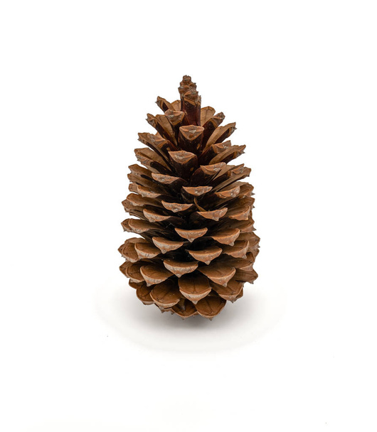 cones de pinheiro no fundo branco - Foto, Imagem