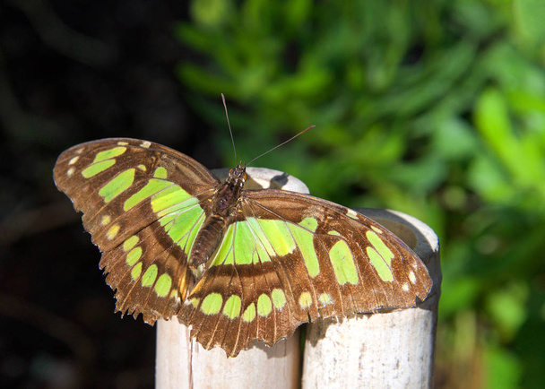 farfalla verde e marrone, staleness Siproeta, o farfalla neotropicale Malachite, su una recinzione di legno di bambù in un giardino
 - Foto, immagini