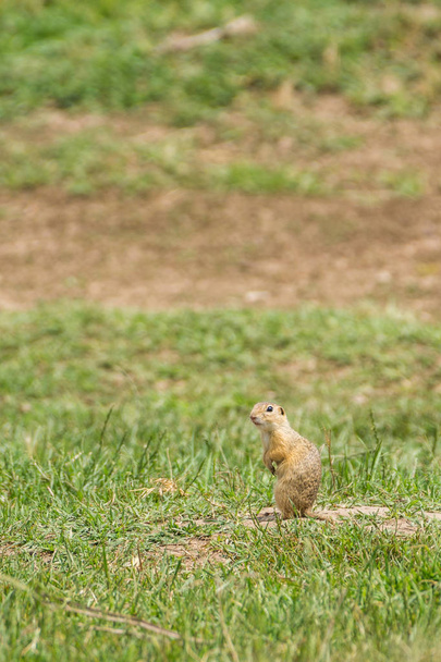 wild european ground squirrel (Spermophilus citellus) on meadow - Foto, imagen