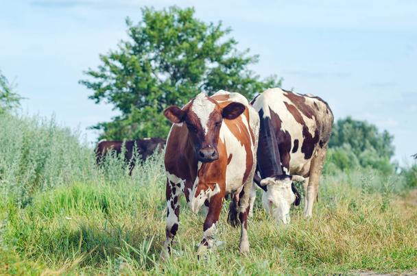 Cows graze in a field on green grass - Valokuva, kuva