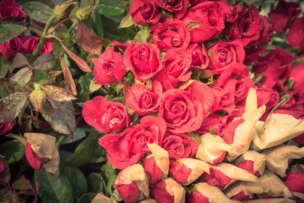 Květinové růže butiky na kole pouliční prodejce v Hanoji, Vietnam - Fotografie, Obrázek