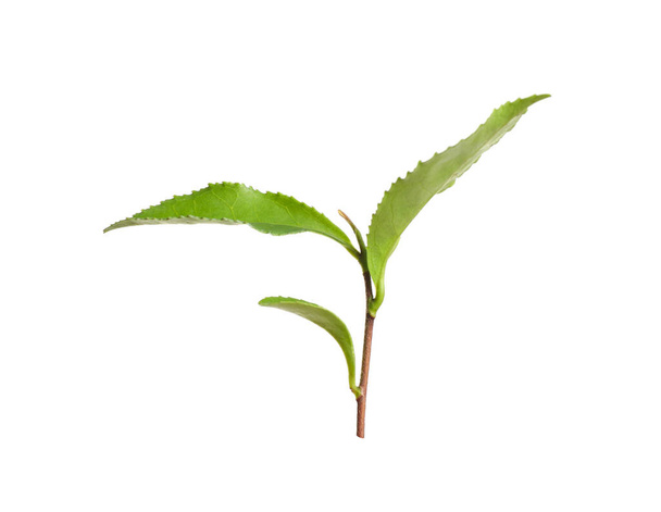 Twig with fresh green tea leaves isolated on white - Φωτογραφία, εικόνα