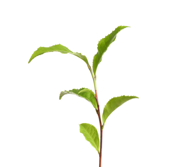 Tea plant with fresh green leaves isolated on white - Φωτογραφία, εικόνα