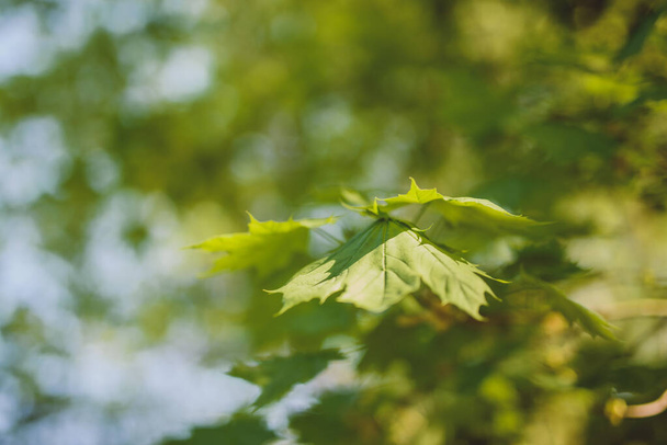 Zöld levelek nőnek a fák hátterében. Korai tavaszi időpont. - Fotó, kép