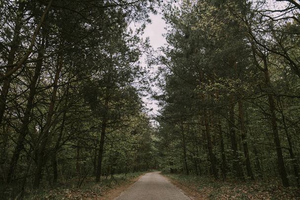 Asfalttitie läpi vihreän metsän alkukeväästä
 - Valokuva, kuva