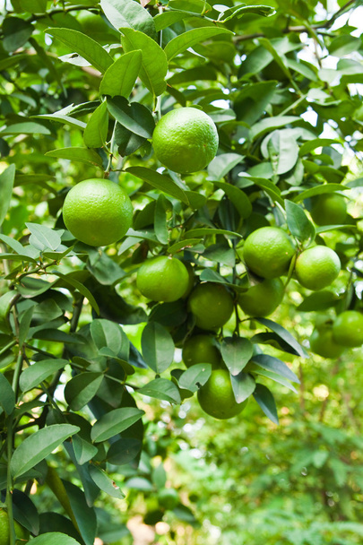 Sitruunat puussa
 - Valokuva, kuva