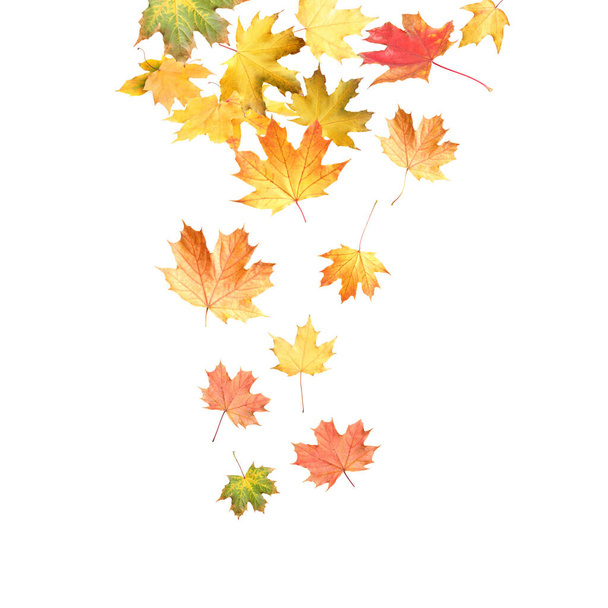 Gyönyörű őszi levelek alá fehér háttér - Fotó, kép