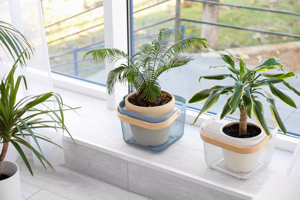 Beautiful plants near window indoors. Home design idea - Foto, afbeelding