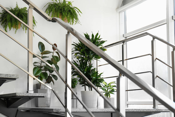Different plants on stairs indoors. Home design idea - Foto, immagini