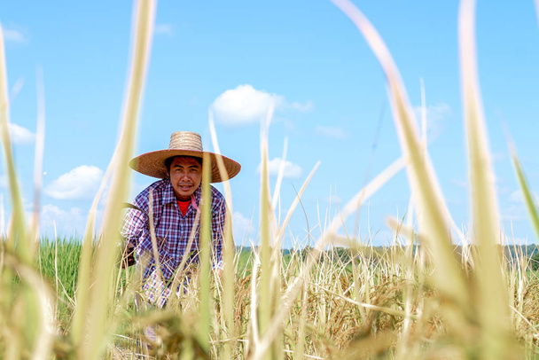 Os agricultores estão colhendo culturas em campos de arroz. Dia do céu brilhante
 - Foto, Imagem
