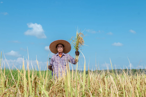 Rolnicy zbierają plony na polach ryżowych. Jasny dzień nieba - Zdjęcie, obraz