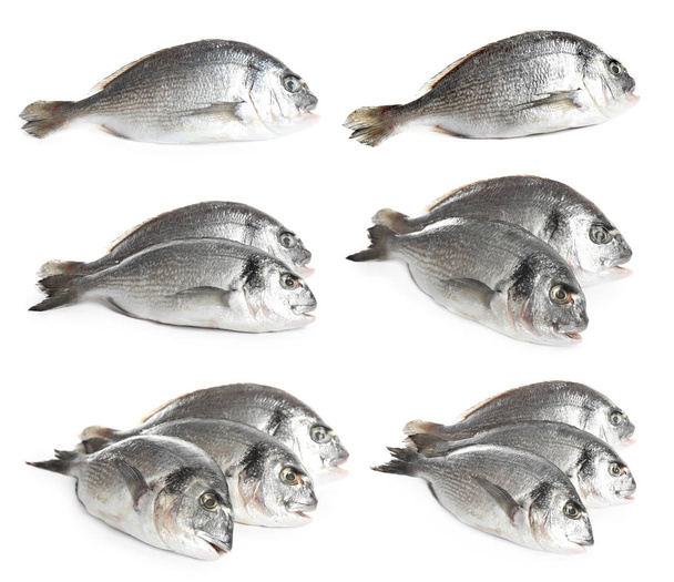 Набор свежей сырой рыбы дорада на белом фоне
 - Фото, изображение