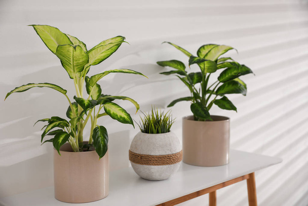 Green potted plants in light room. Home decoration - Foto, Bild