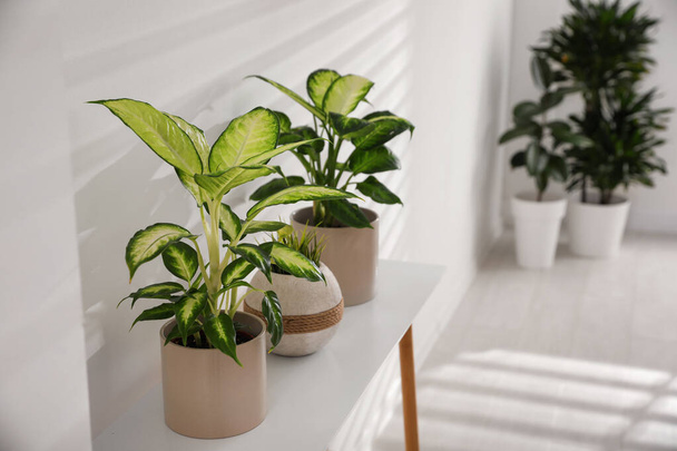 Green potted plants in light room. Home decoration - 写真・画像