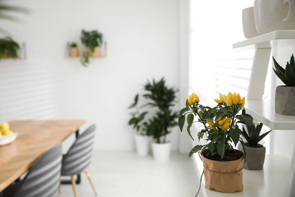 Beautiful potted plant on white shelf in light room. Home decoration - Zdjęcie, obraz