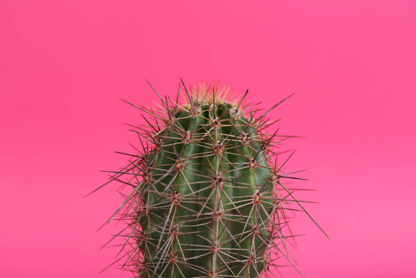 Beautiful cactus on pink background, closeup view - 写真・画像