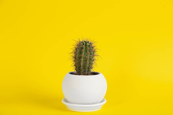 Beautiful potted cactus plant on yellow background - Foto, Imagem