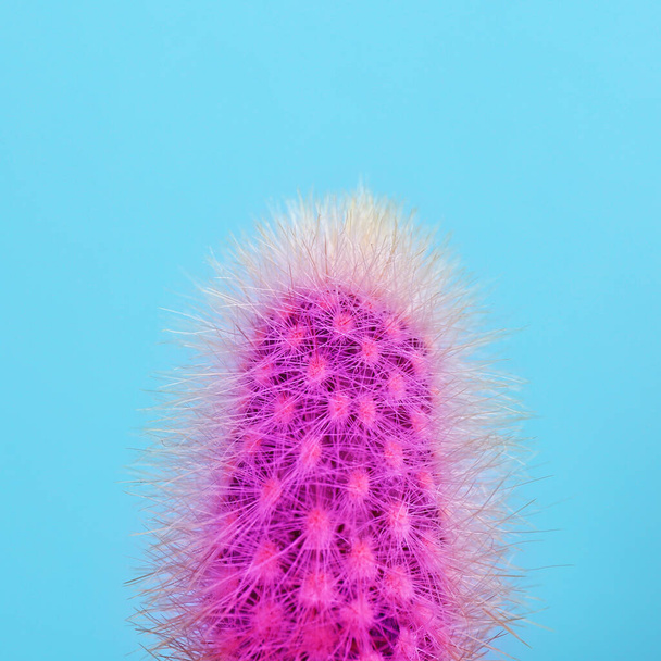 Beautiful bright cactus on light blue background, closeup - Foto, immagini