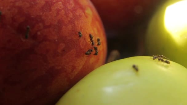 Ants on fruit. Close-up. Macro - Filmagem, Vídeo