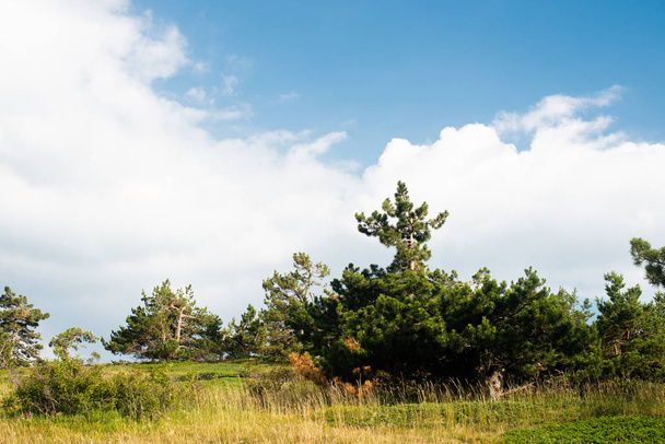 spruce grows on the mountain. beautiful forest - Фото, зображення