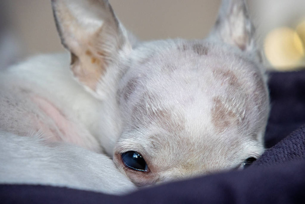 schlafender weißer Chihuahua auf Decke liegend - Foto, Bild