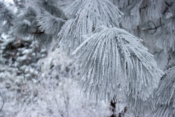 Snowy tree branch with pine needles. Blurry background.  - Photo, Image
