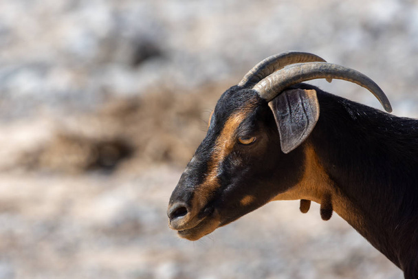 A partially domesticated goat head close up (Capra aegagrus hircus) runs around in search of food along the dry desert environment in Ras al Khaimah, United Arab Emirates. - Photo, Image
