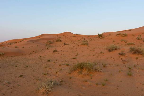 Wüste bei Sonnenaufgang bringt orangefarbenen Sand mit einer kleinen Gruppe von Wüstengras und Pflanzen, die nach Regenfällen in ras al khaimah in den Vereinigten Arabischen Emiraten wachsen. - Foto, Bild